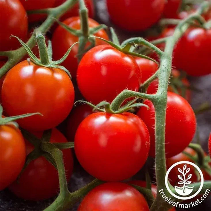 Tomato-Seeds-Cherry-Large-Red-Cherry-comp.webp
