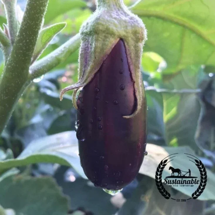Eggplant - Long Purple