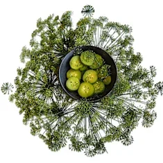 dill_bouquet.webp