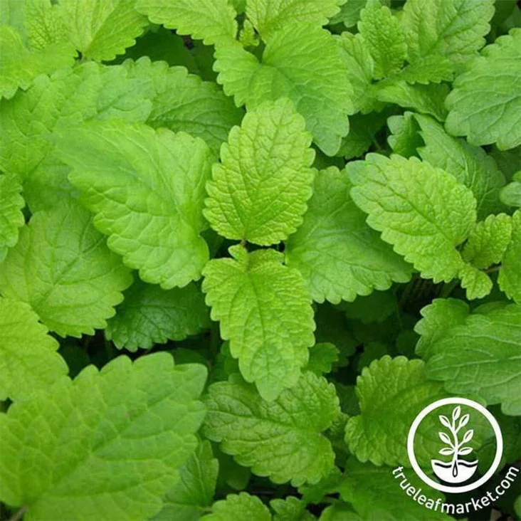Lemon-Balm-Seeds-comp.webp