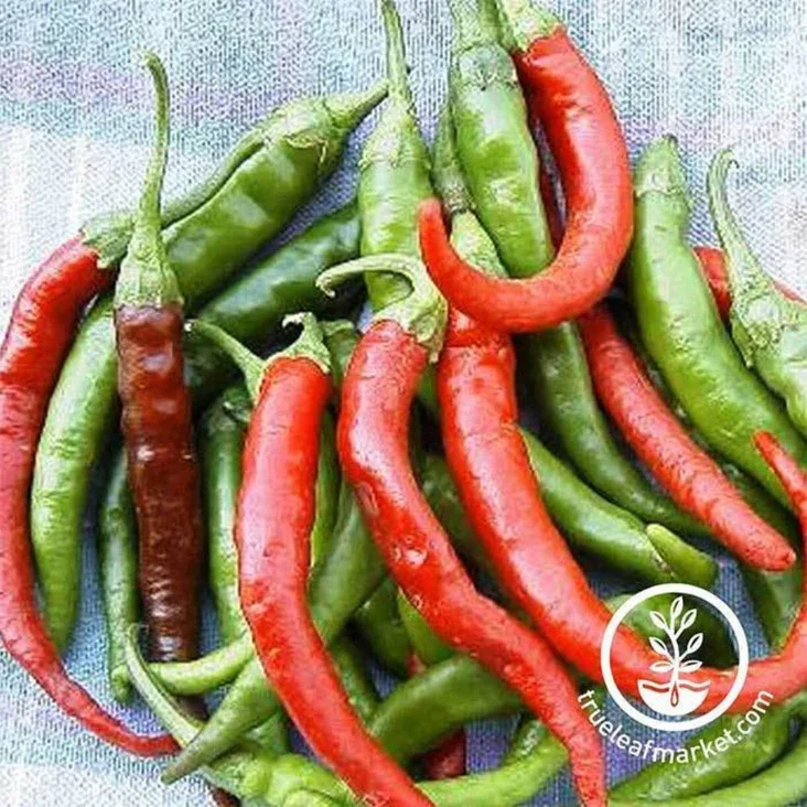 Pepper-Seeds-Hot-Cayenne-Long-Slim-comp.webp