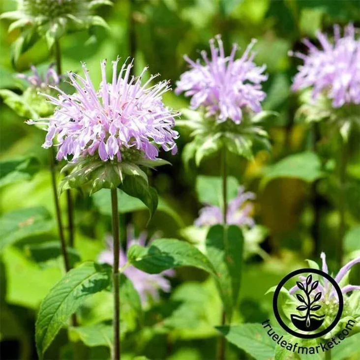 lemon-bergamot-seeds-monarda-fistulosa-comp.webp