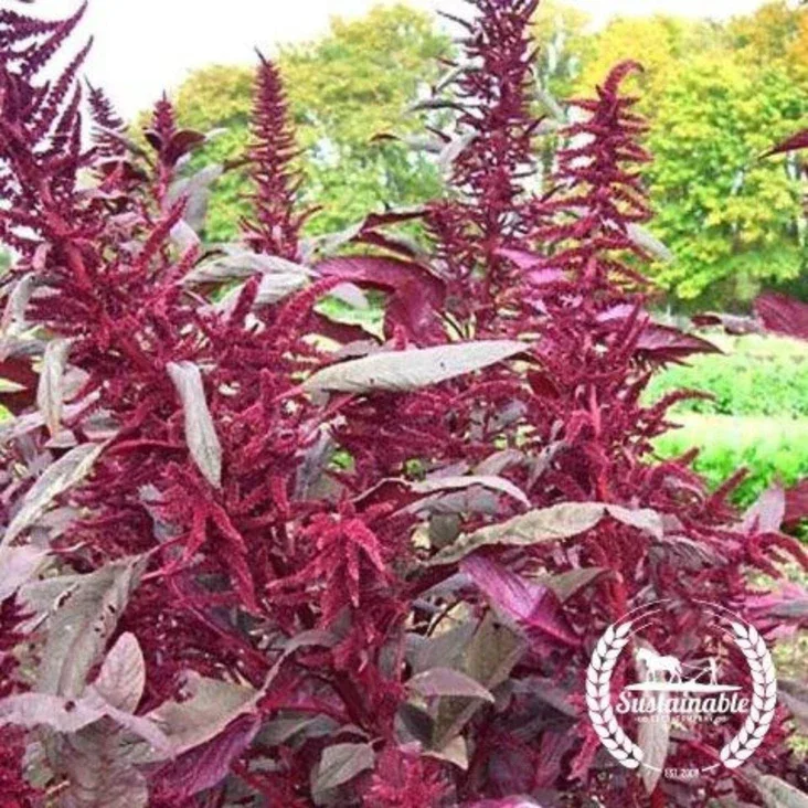 amaranth-seeds-polish-organic-Comp.webp