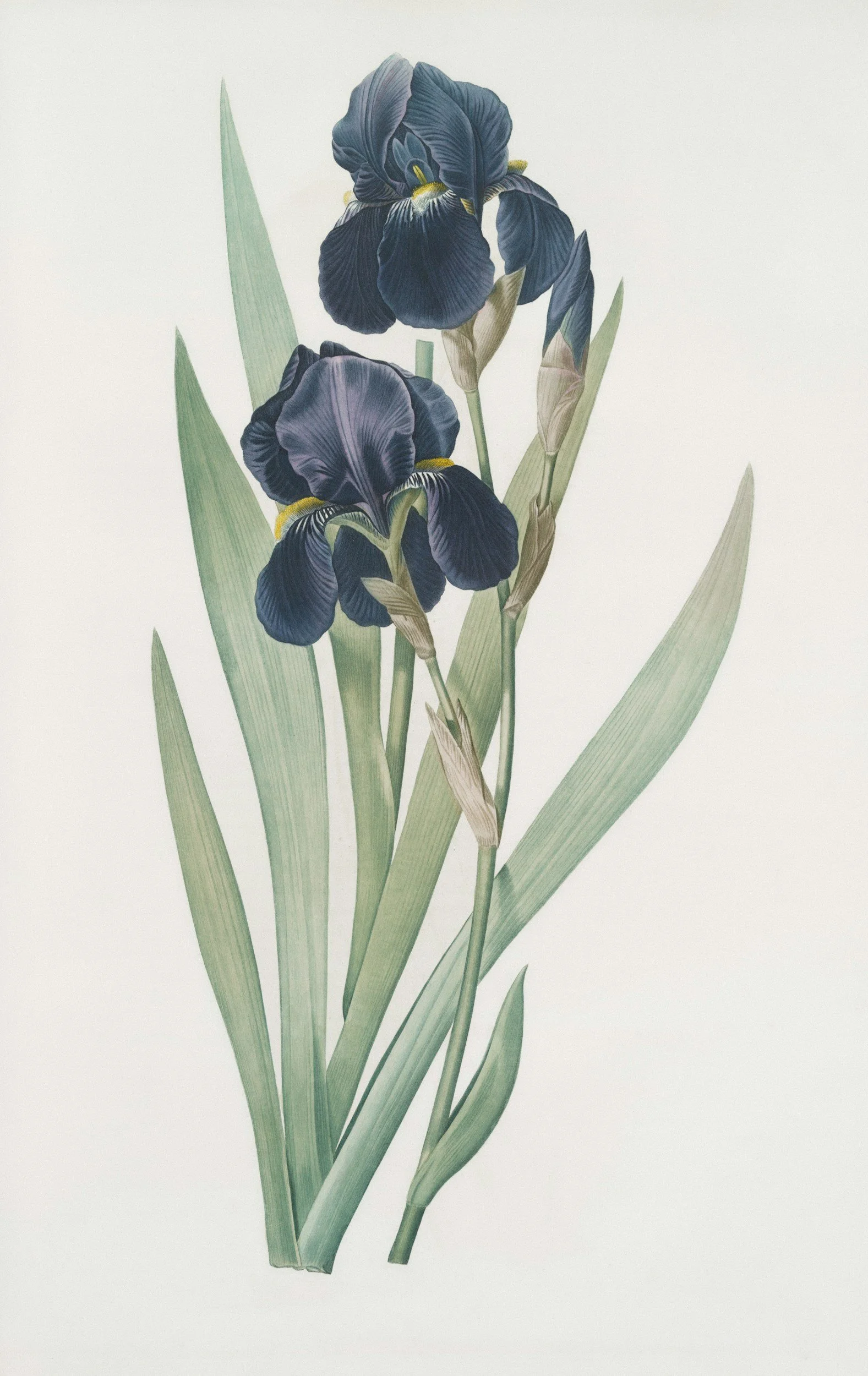 Artists in the Library: Botanical Monotype Printing 