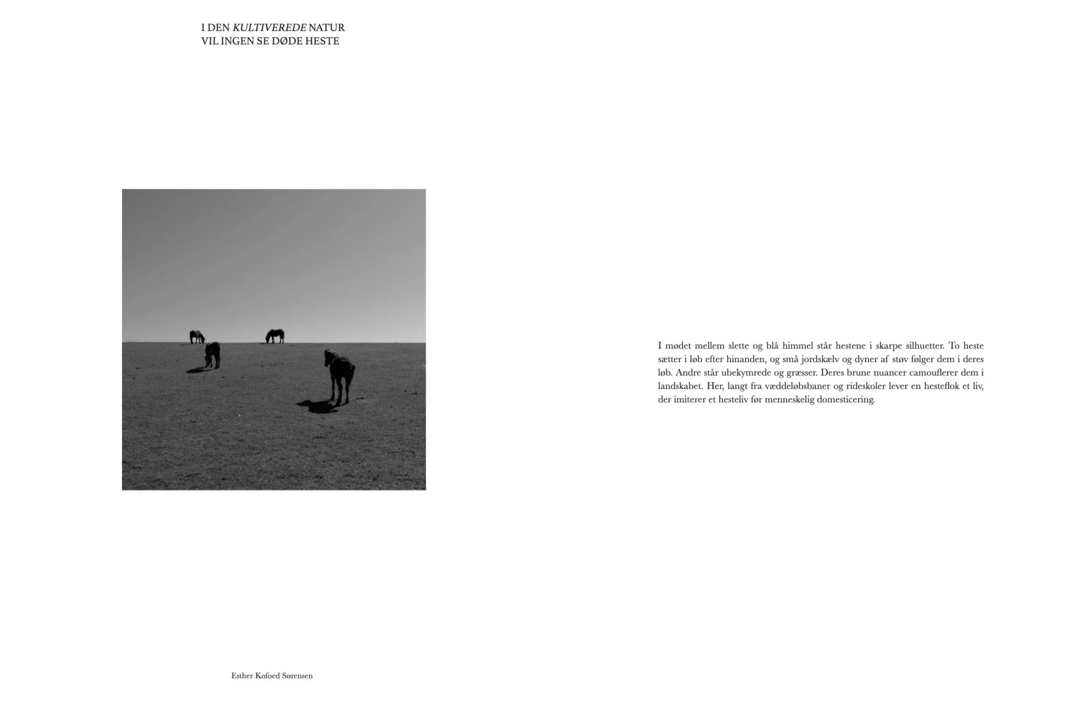 Magazine, Lauelai (2021)