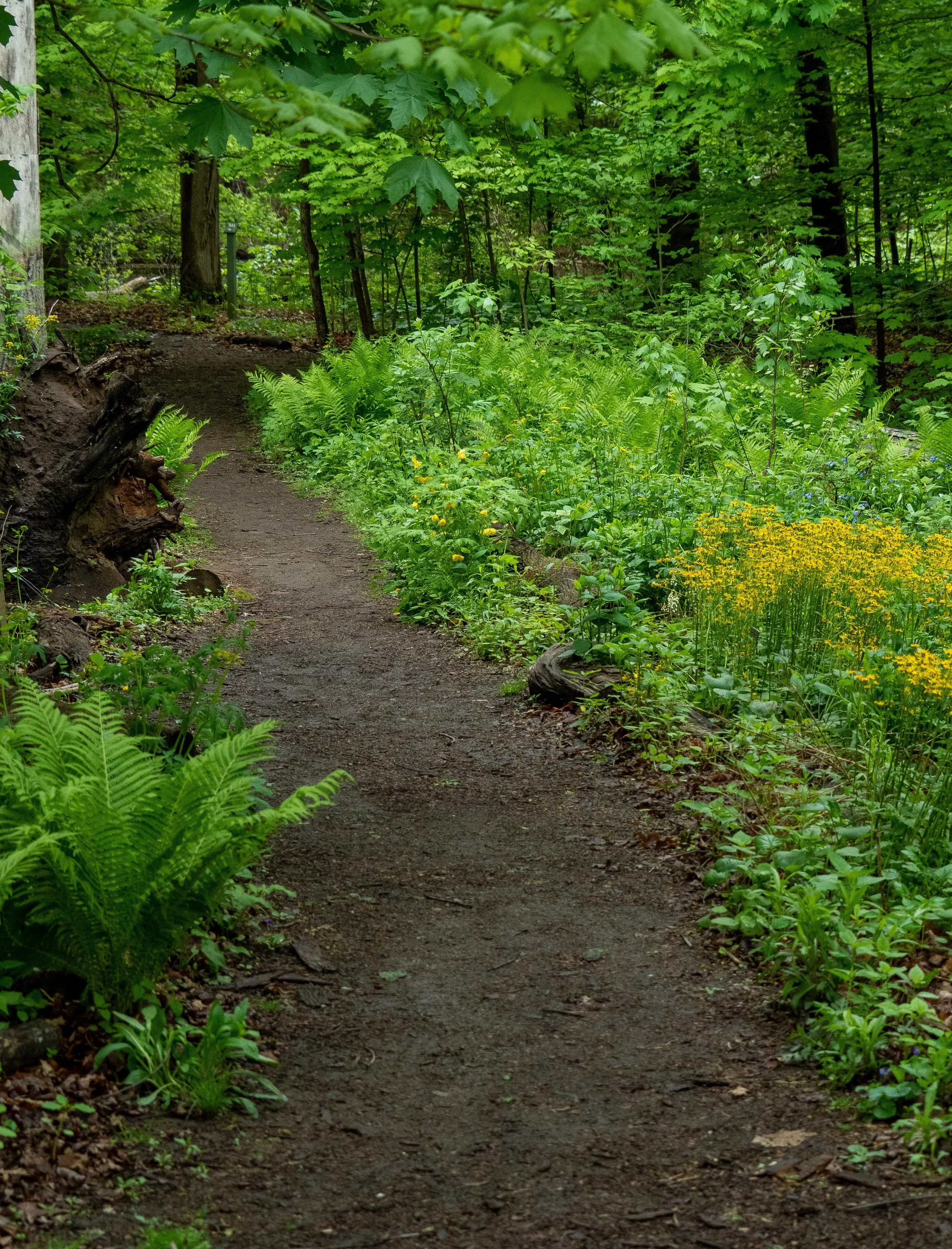Health Benefits of Forests and Trees
