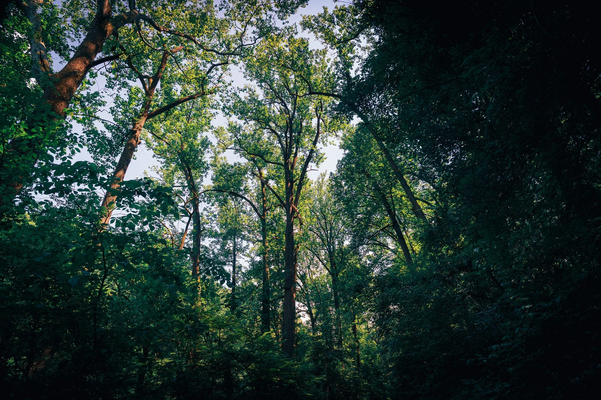 steamy walk in the Wissahickon