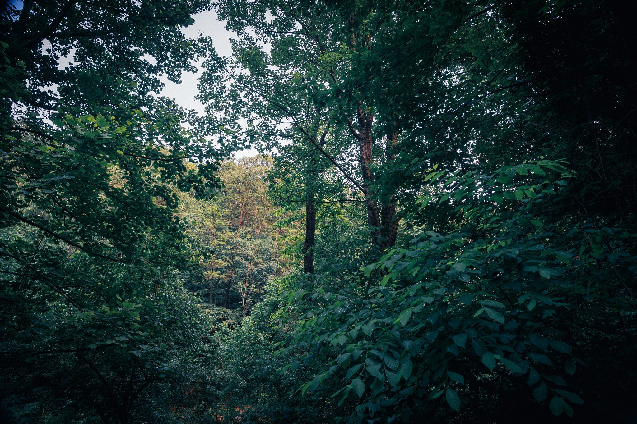 steamy walk in the Wissahickon