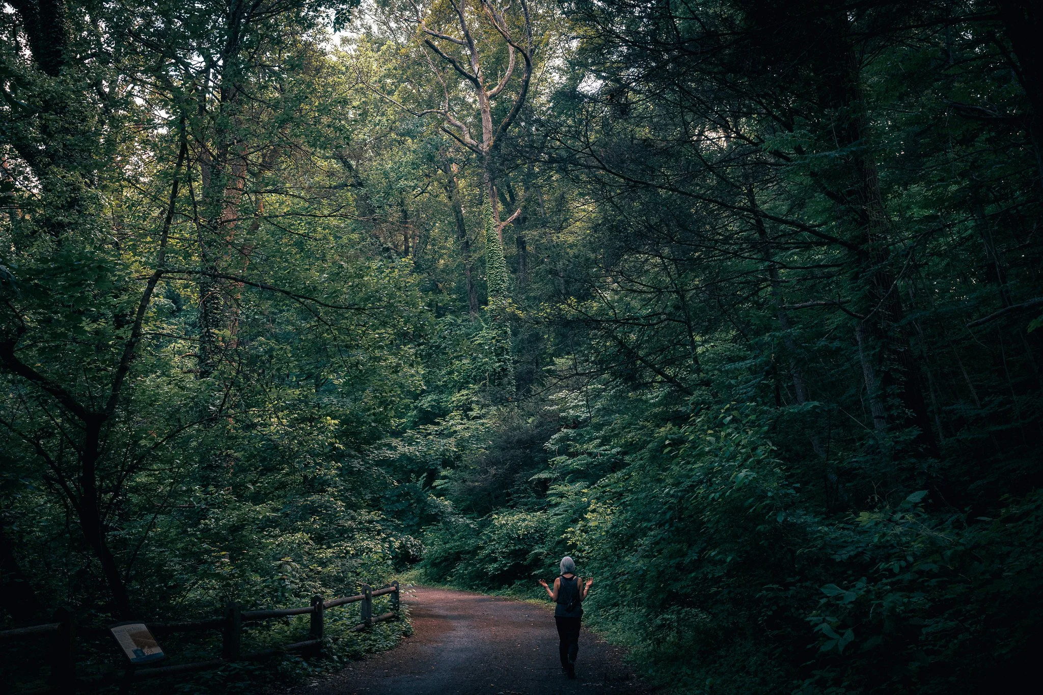 steamy walk in the Wissahickon