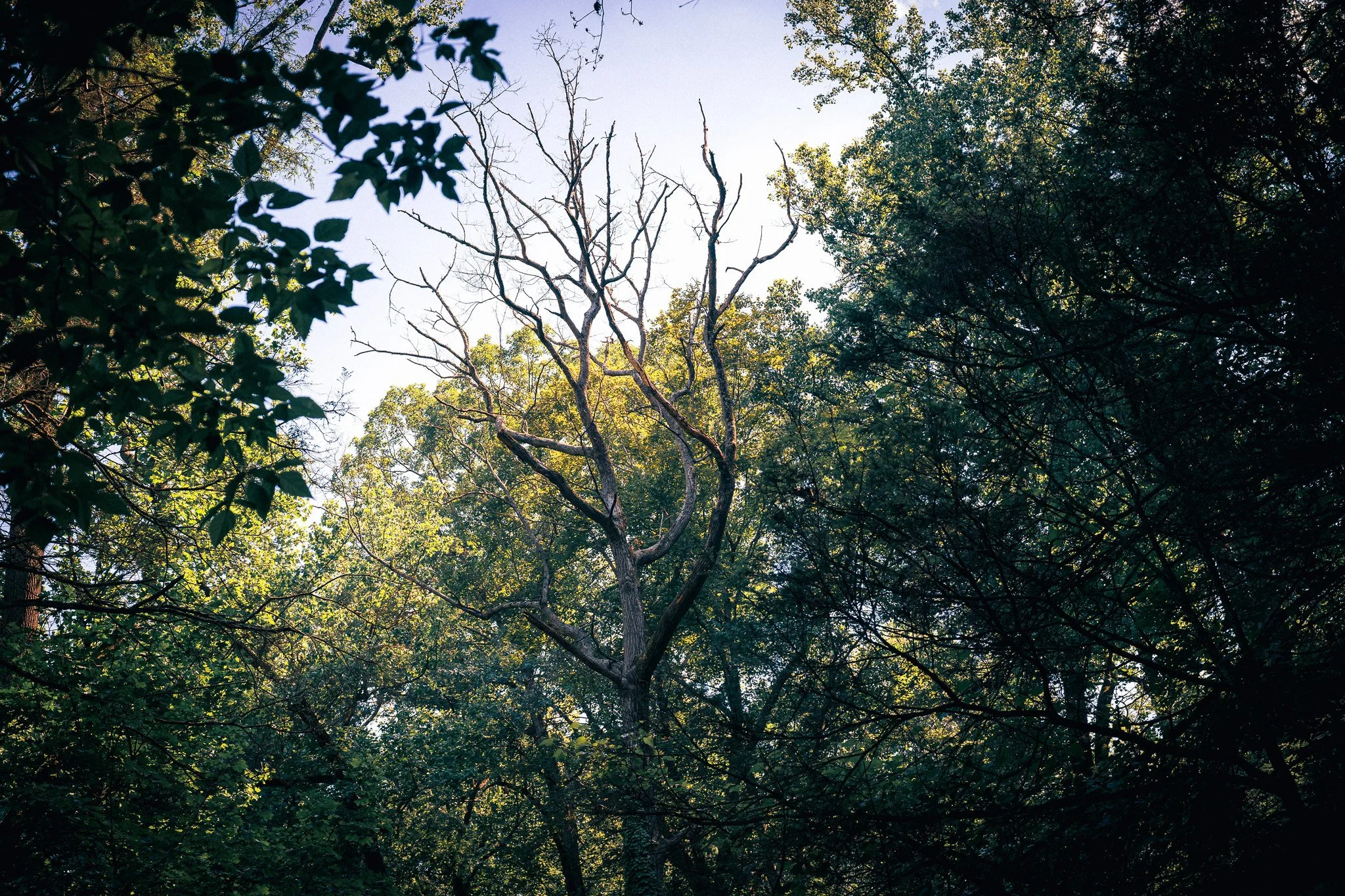 steamy walk in the Wissahickon