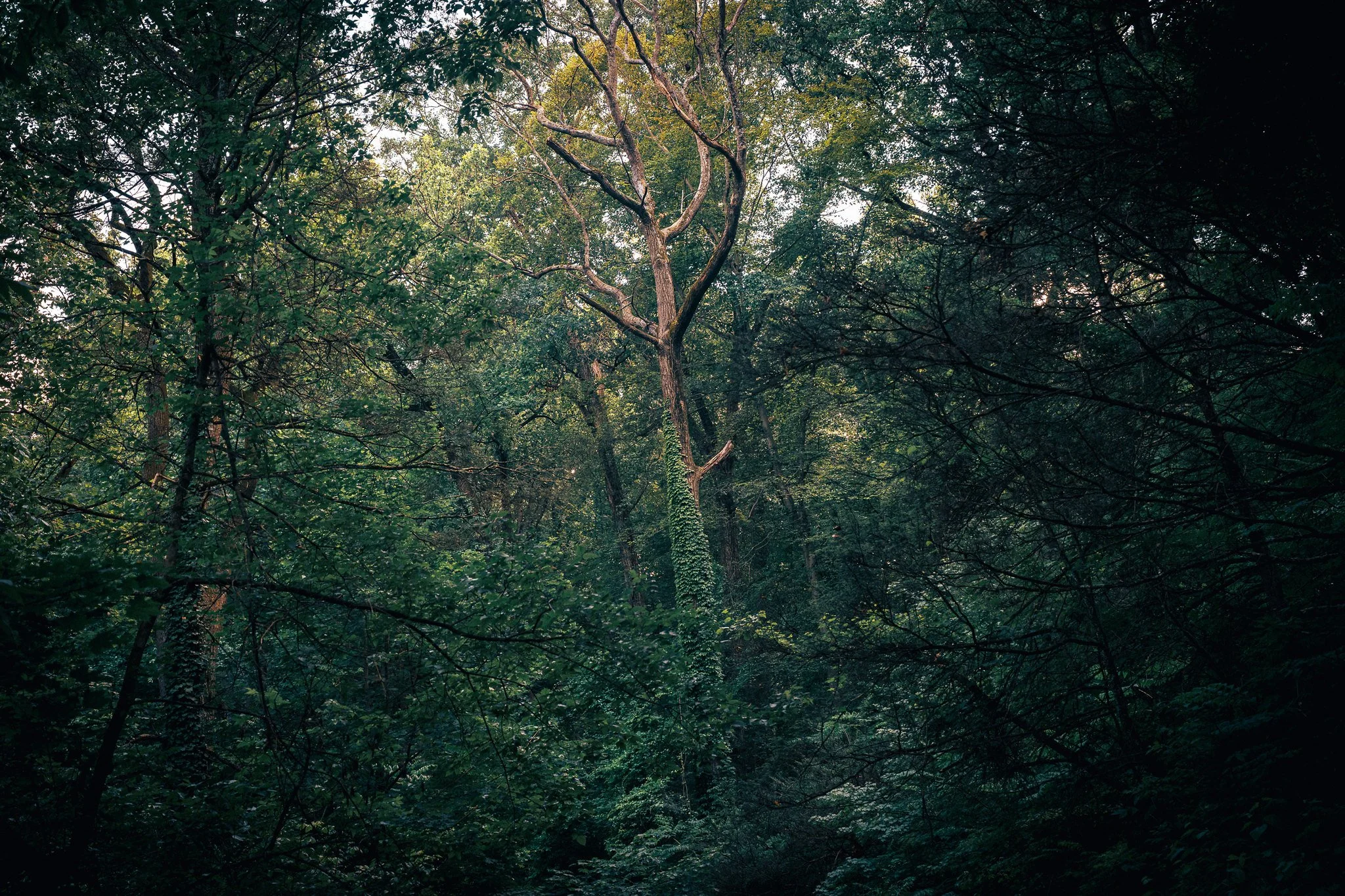 steamy walk in the Wissahickon