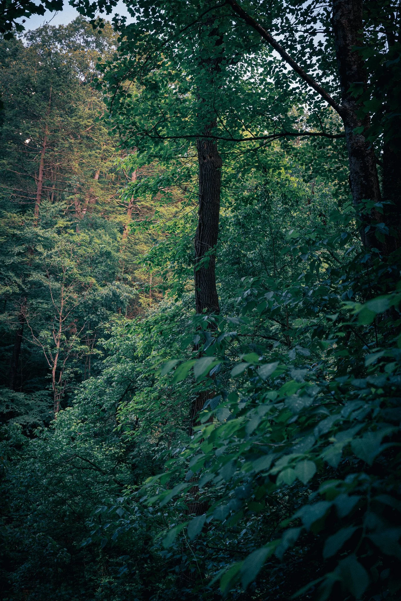steamy walk in the Wissahickon
