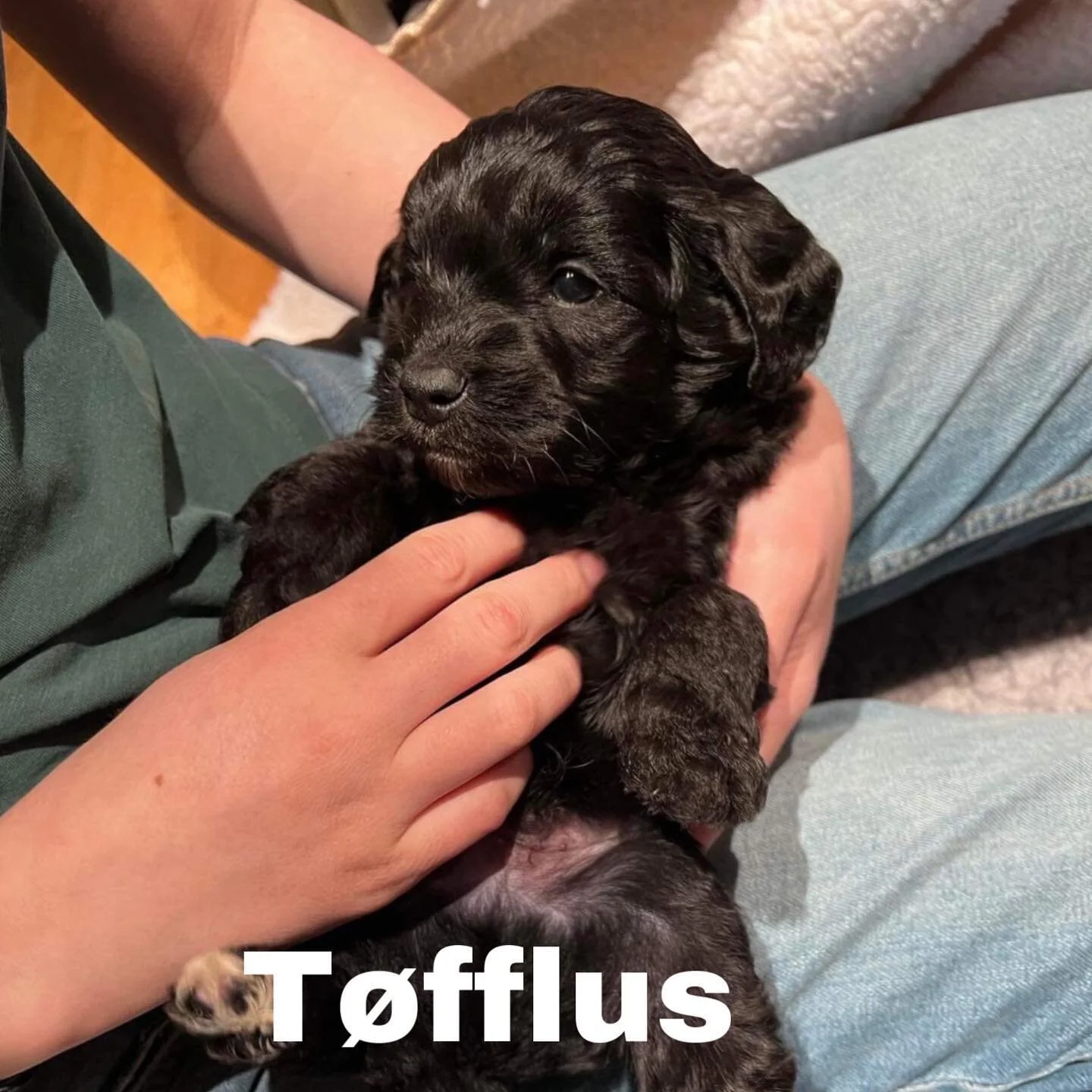 Her er noen biler av Molly og kennel pils Pluto sitt Jule kull. De er n&aring; nesten fem uker. De vokser fort og er veldig s&oslash;te🥰 #labradoodle #mustibod&oslash; #sweetnorthlabradoodles #dyrlegenebod&oslash; #australinlabradoodle #puppiesofins