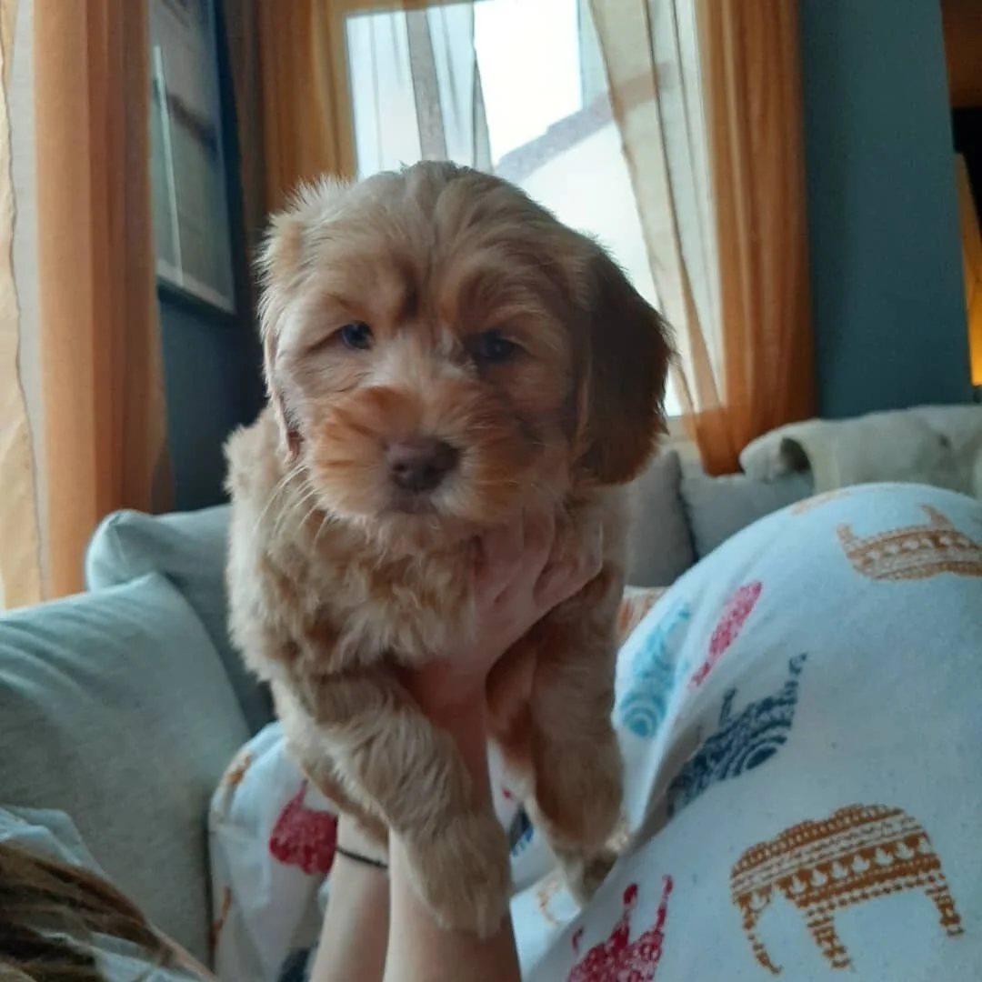 God morgen fra Kobra Kai gjengen 7 uker i dag😍 n&aring; begynner det &aring; bli fart h&aelig;r