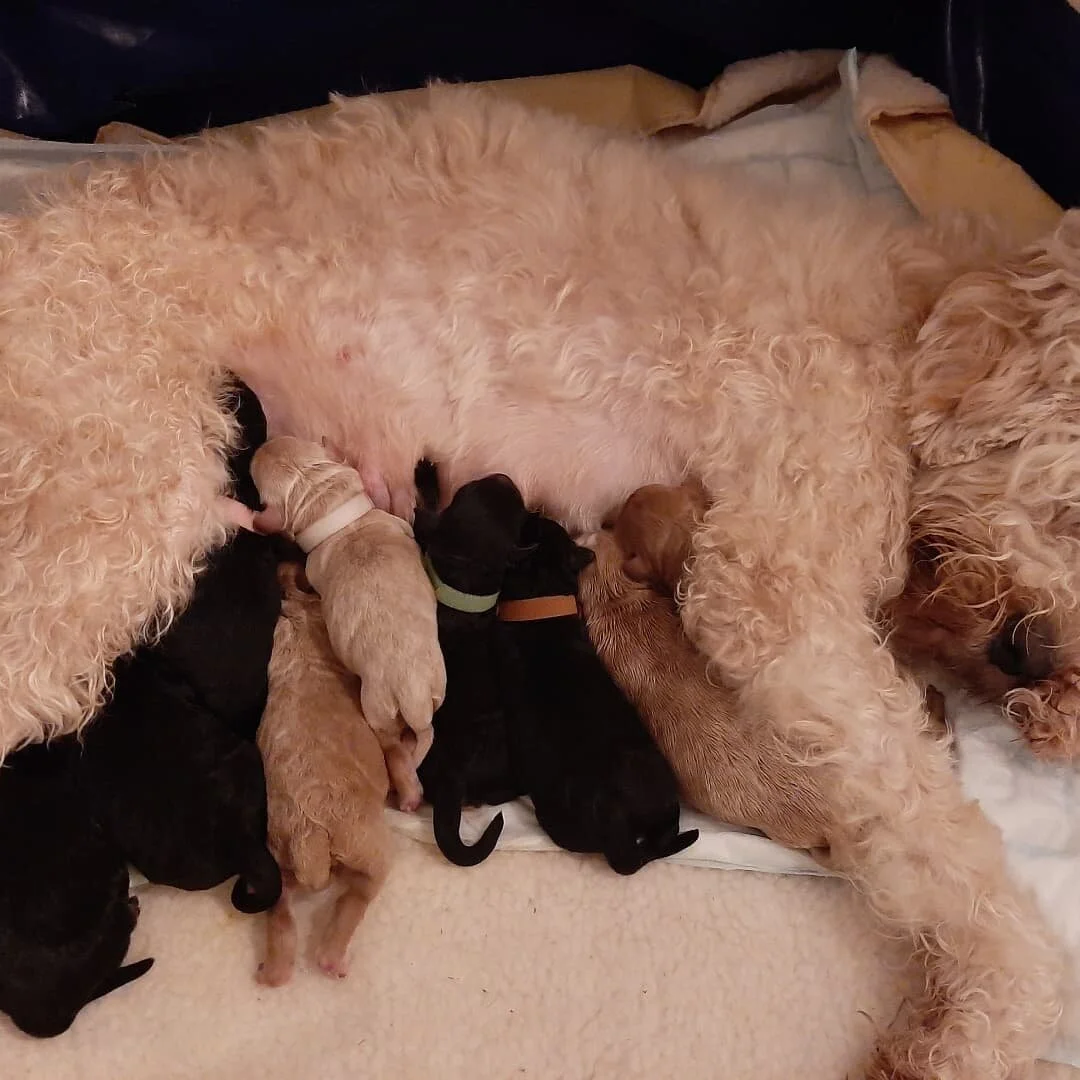 N&aring; er de her alle 9 og det ble 5-4 til guttelaget. N&aring; skal det hviles puppes og spises Molly har v&aelig;rt helt fantastisk, s&aring; rolig under hele f&oslash;dselen.
#walalabradoodles #australianlabradoodle #labradoodlevalp #myloyaldog 