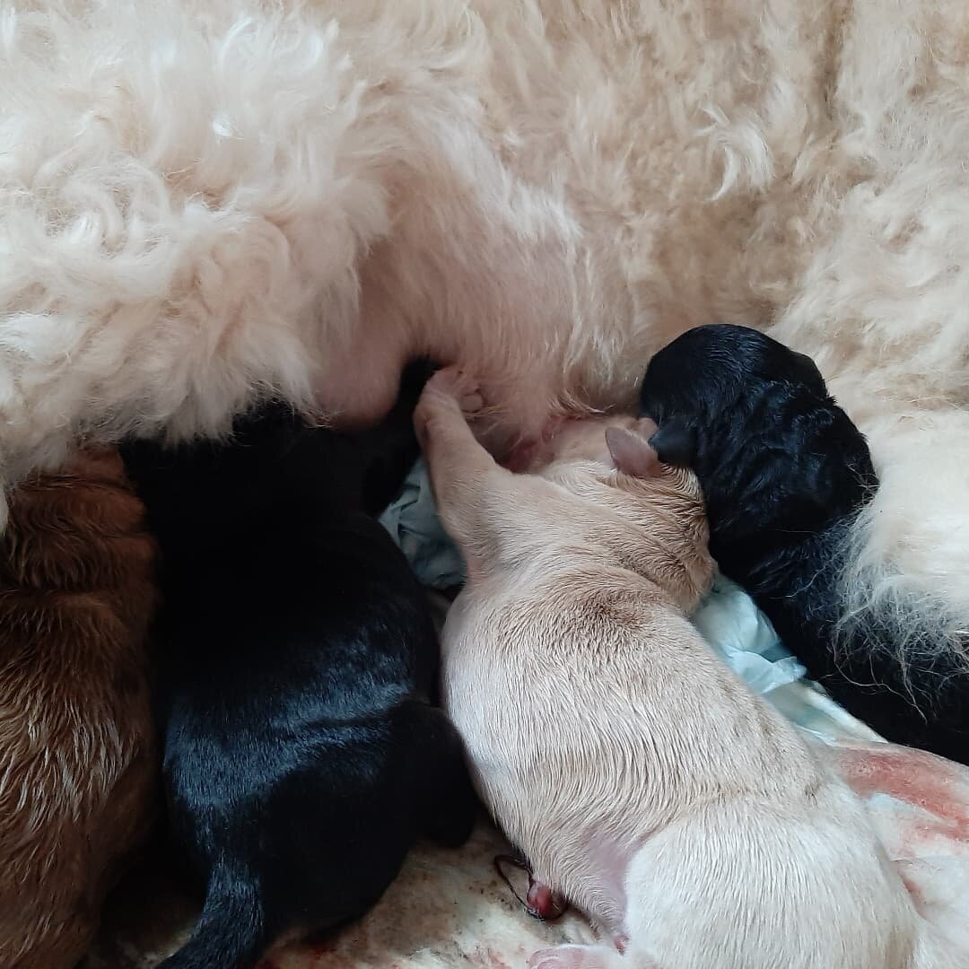S&aring; var vi 4 og den f&oslash;rste melket&aring;r nytes mens vi venter p&aring; de andre #sweetnorthlabradoodle #walalabradoodles #puppylove #puppies #dogbreeder #australianlabradoodlesofinstagram #labradoodlepuppy #labradoodlesofinstagram