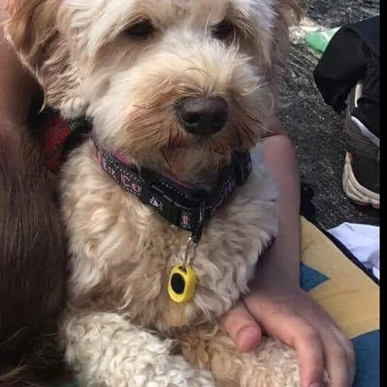 Love is in the air🥰 Nita og Arctic Pelle har v&aelig;rt p&aring; date i helga, s&aring; da krysser vi fingre og labber for sm&aring;poter i slutten av Oktober. #puppies #walalabradoodles #doodlelove #puppiesonboard