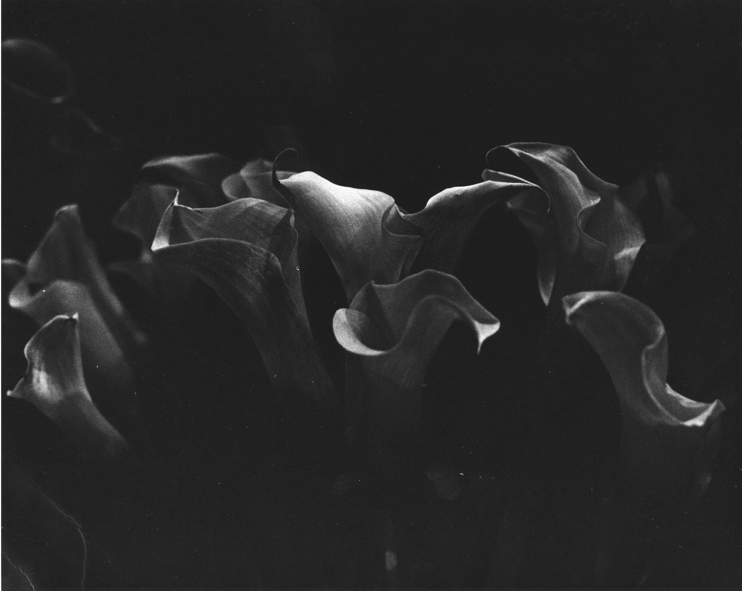 19_photo_lilly_8x10.jpg