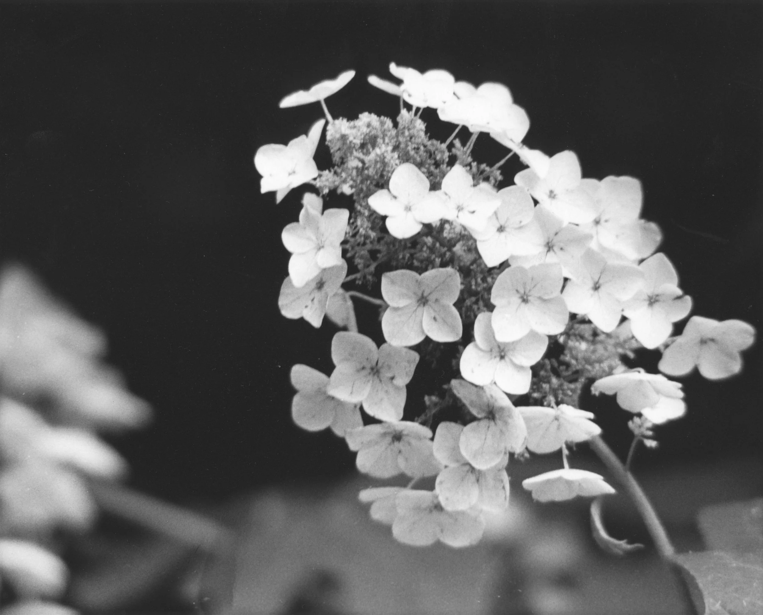 white flowers.jpg