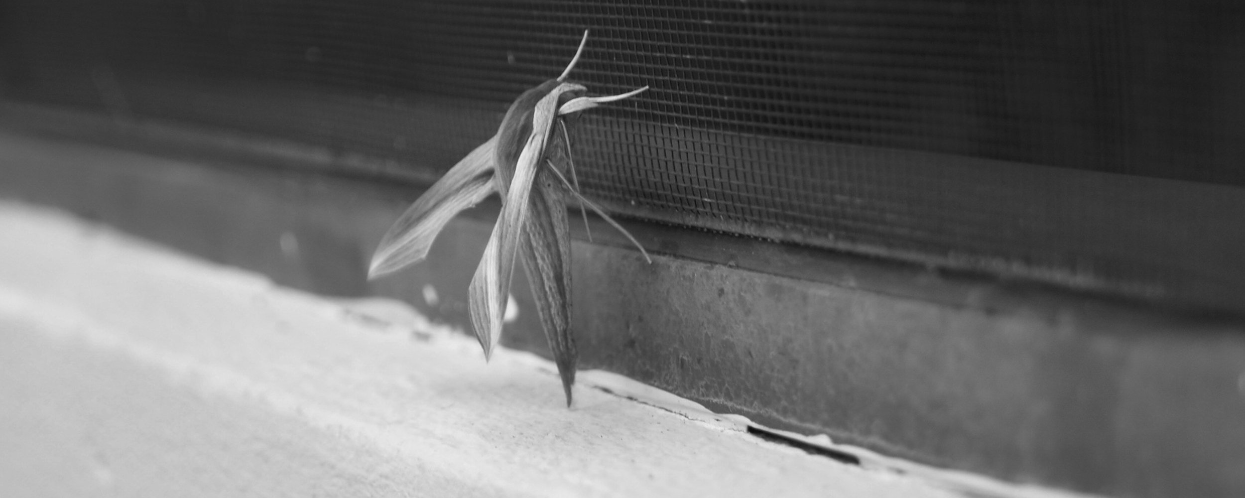 BW MOTH TPA 7.26.14.jpg