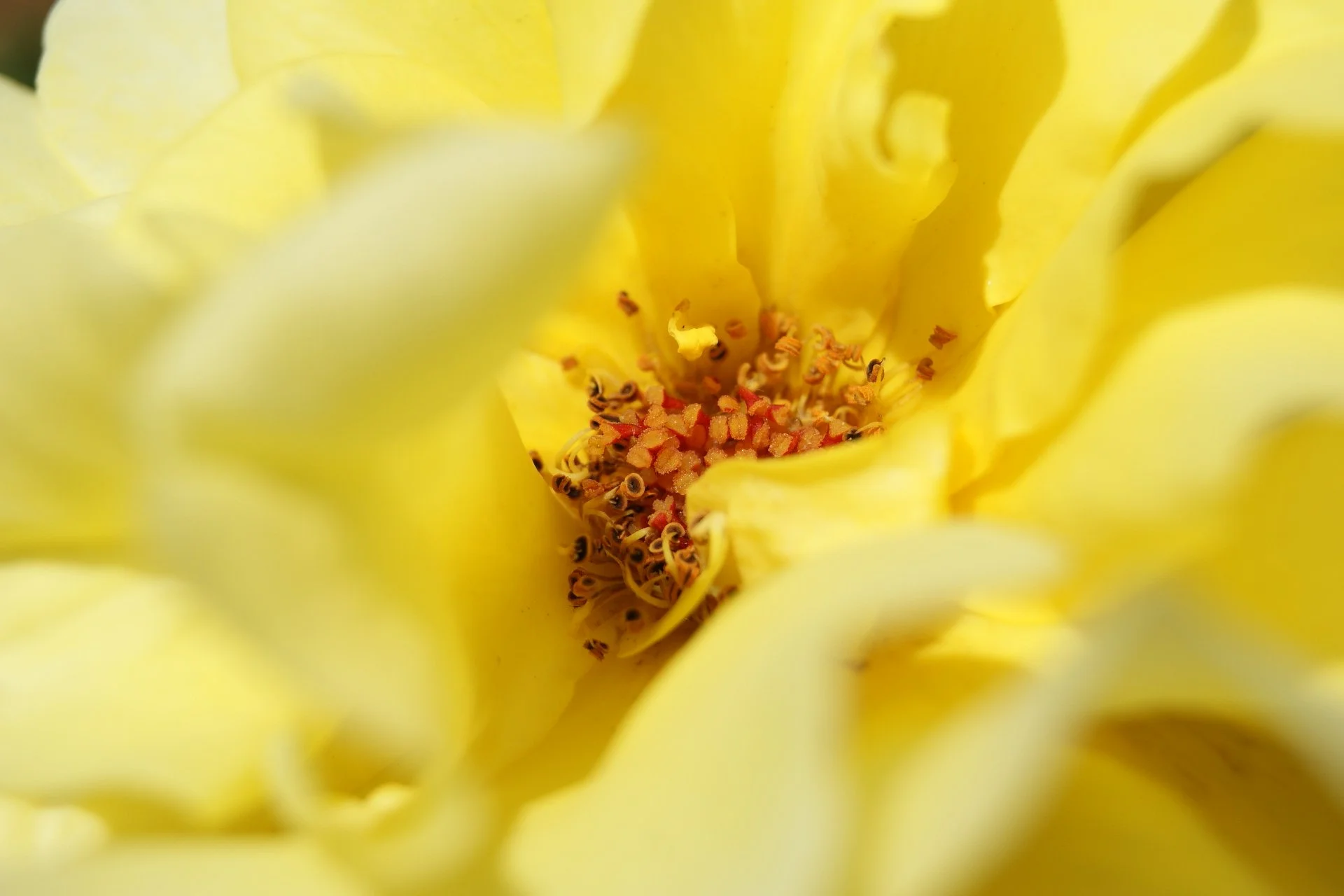 yellow flower.JPG
