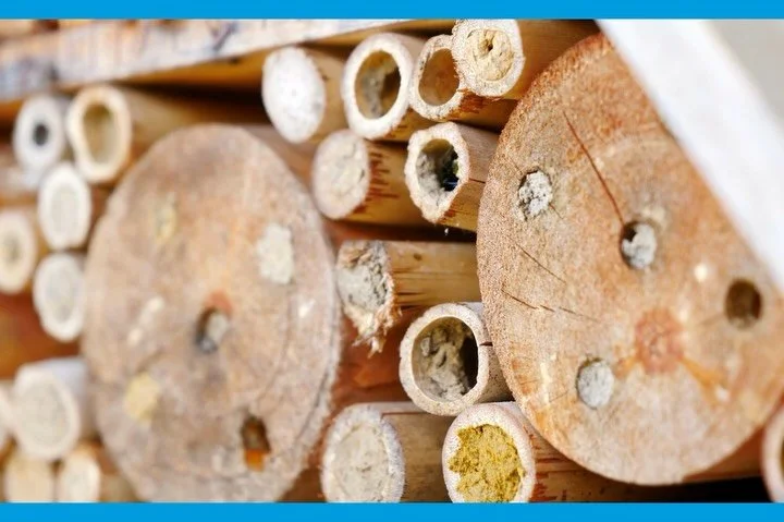 Our next Family Workshop is one week away! Join us Monday, March 30 from 10:30&ndash;11:30 a.m. for our Family Workshop: Pollinator Houses!

Designed for kids ages 4&ndash;10, this hands-on workshop invites young engineers to design and build a cozy 