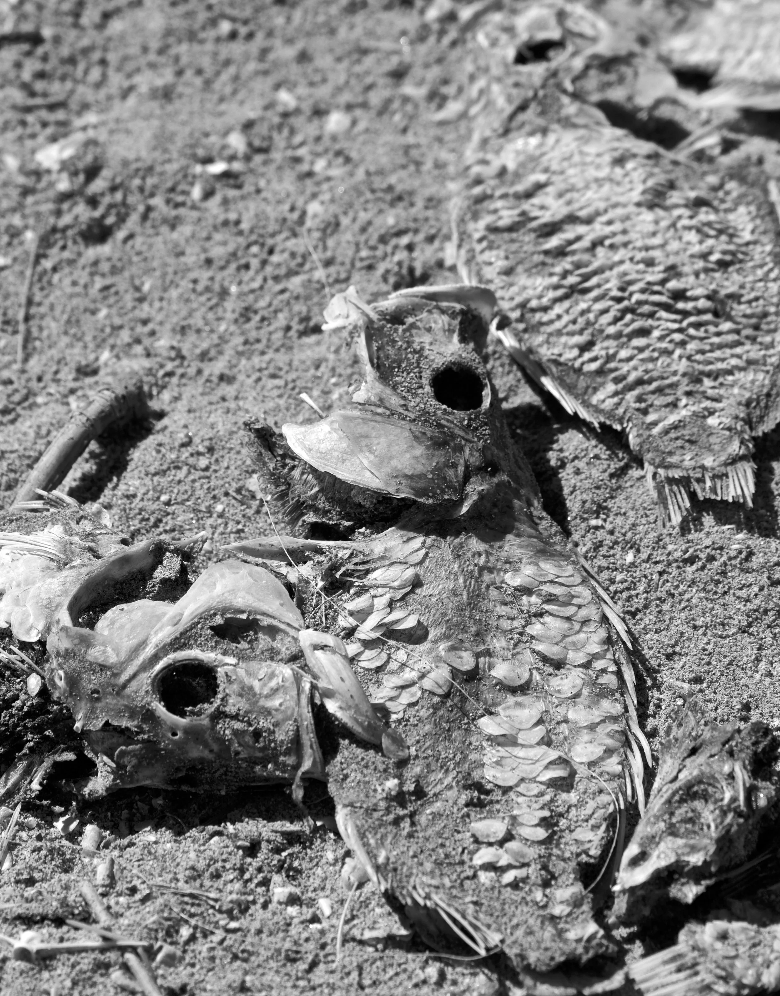 Salton Sea_11_P2018.jpg