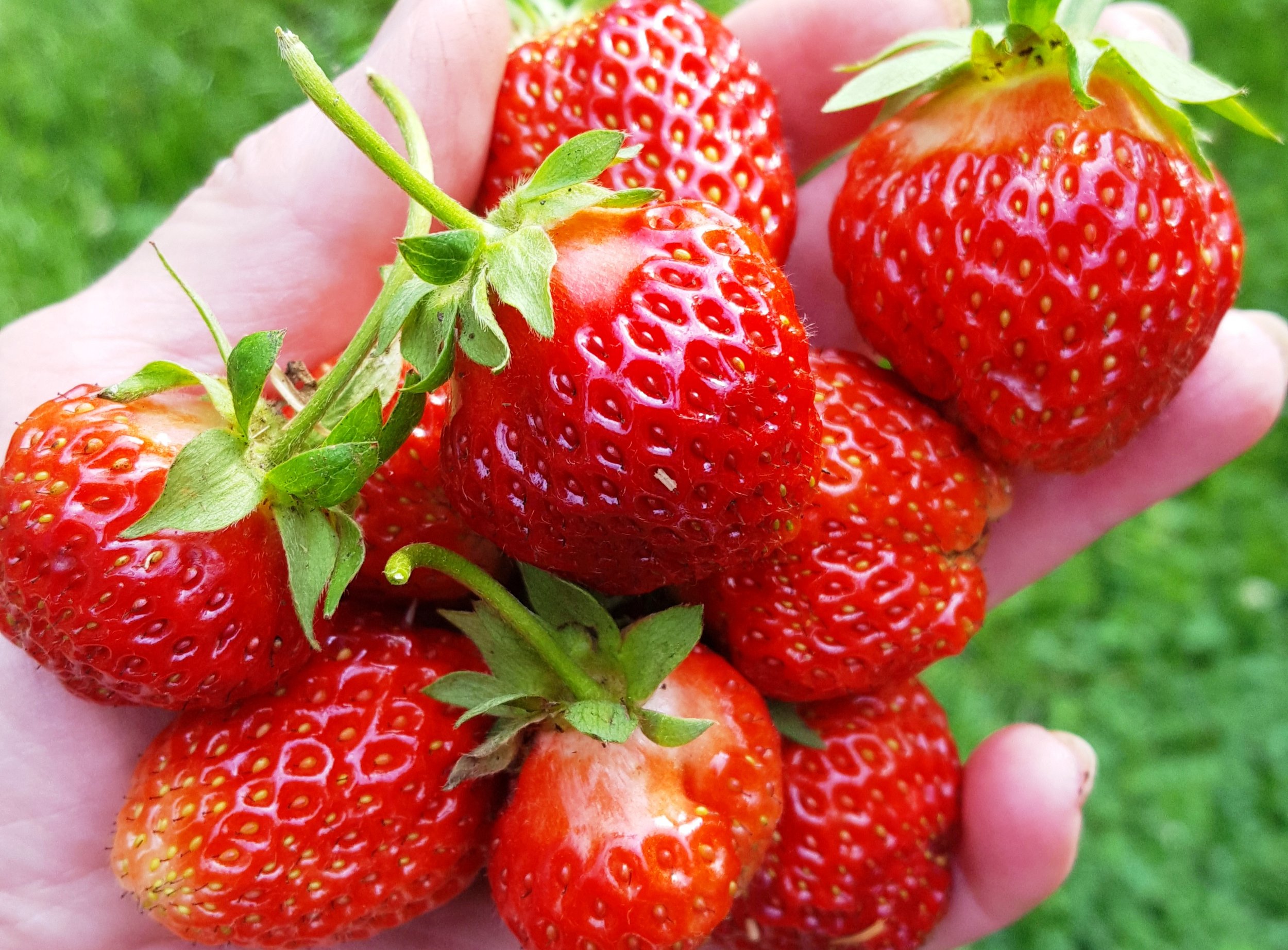 berries.jpg