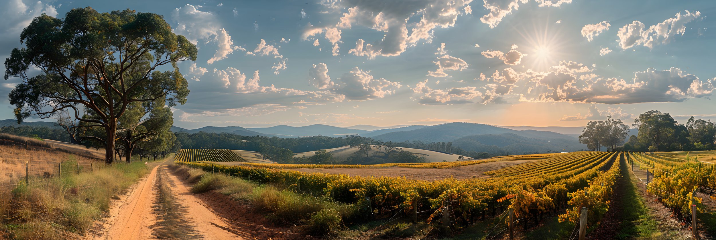 Vineyard in Orange