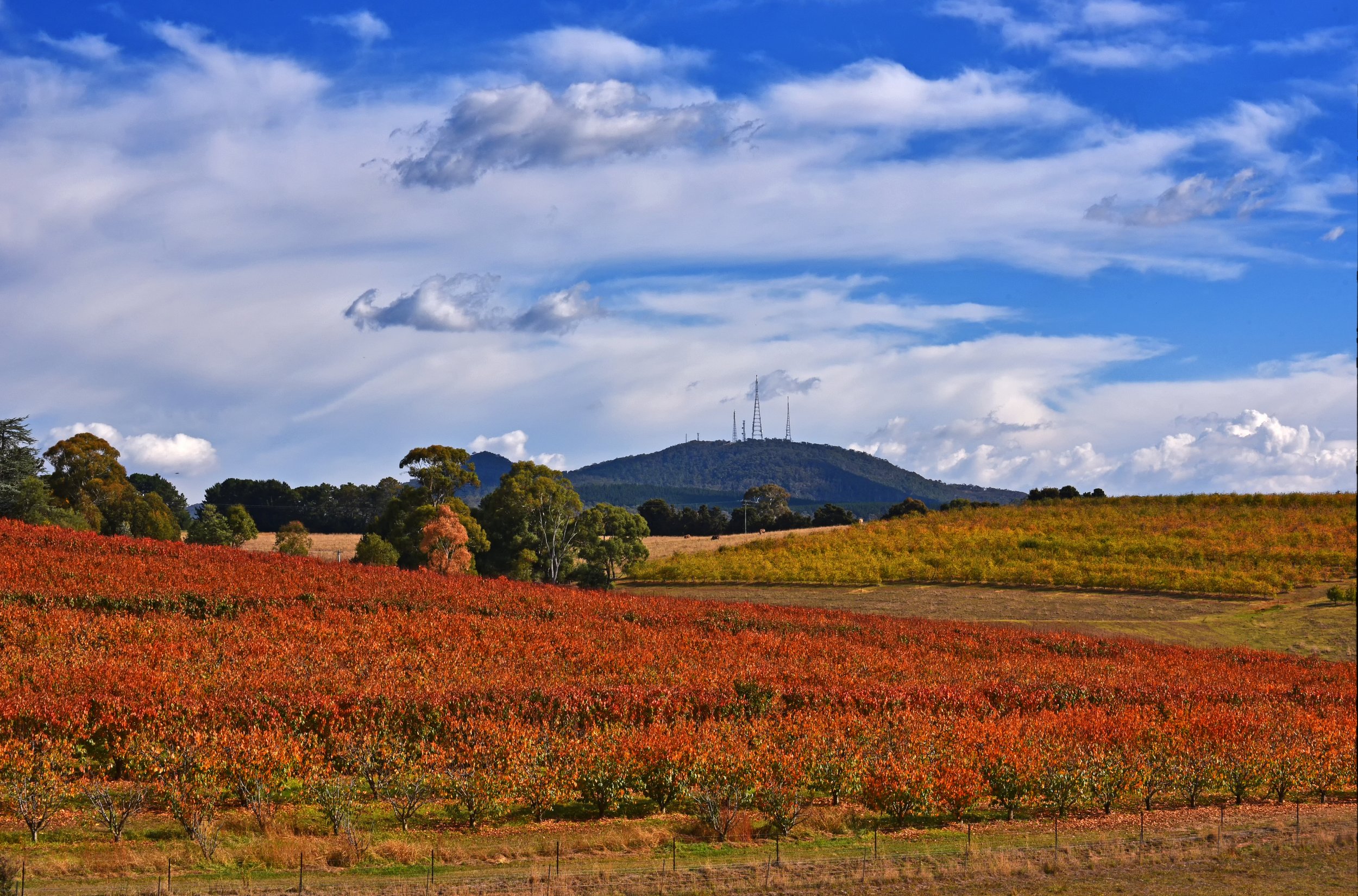 Mount Canobolas, Orange