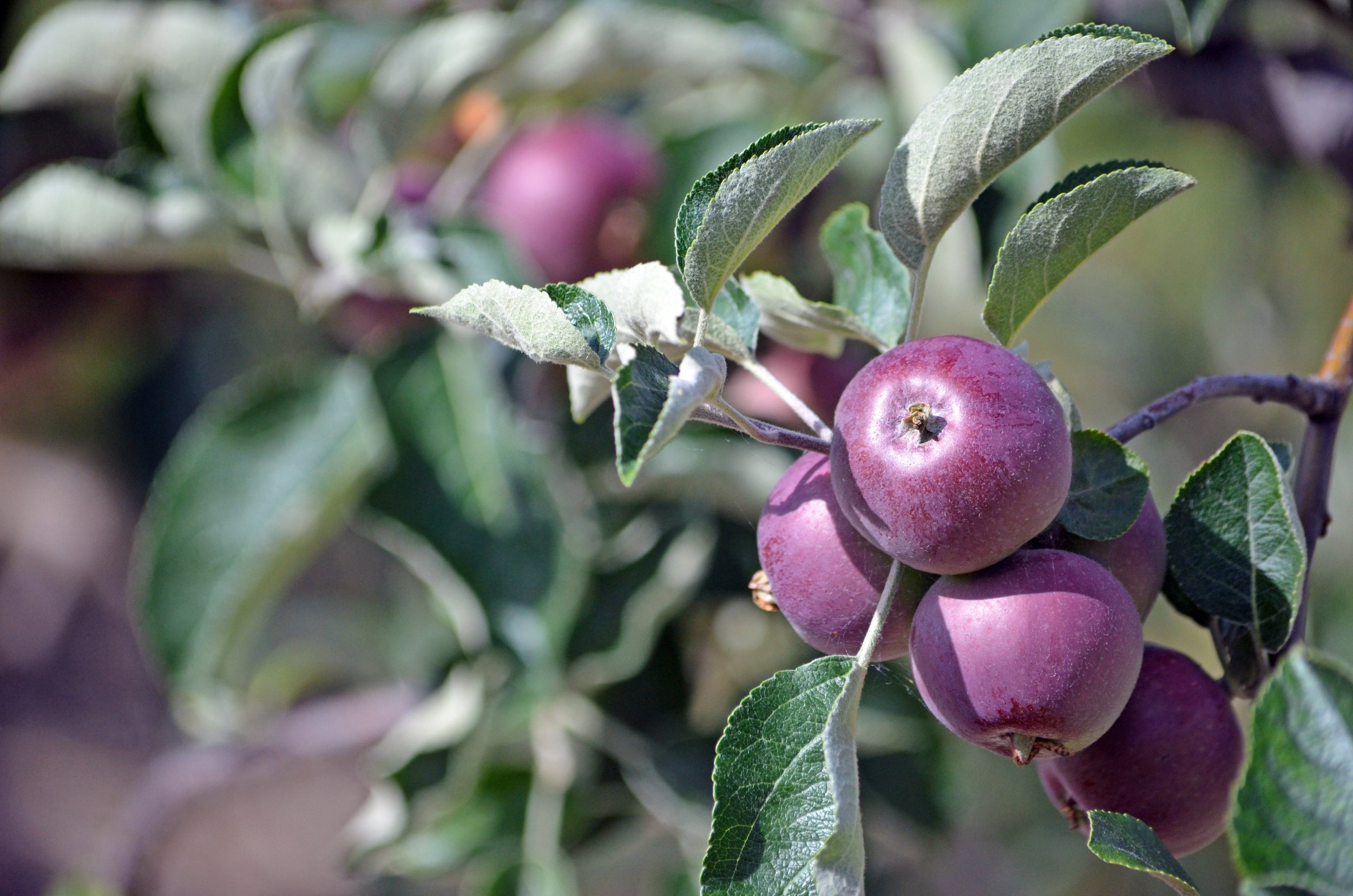 Apple Orchard, Orange