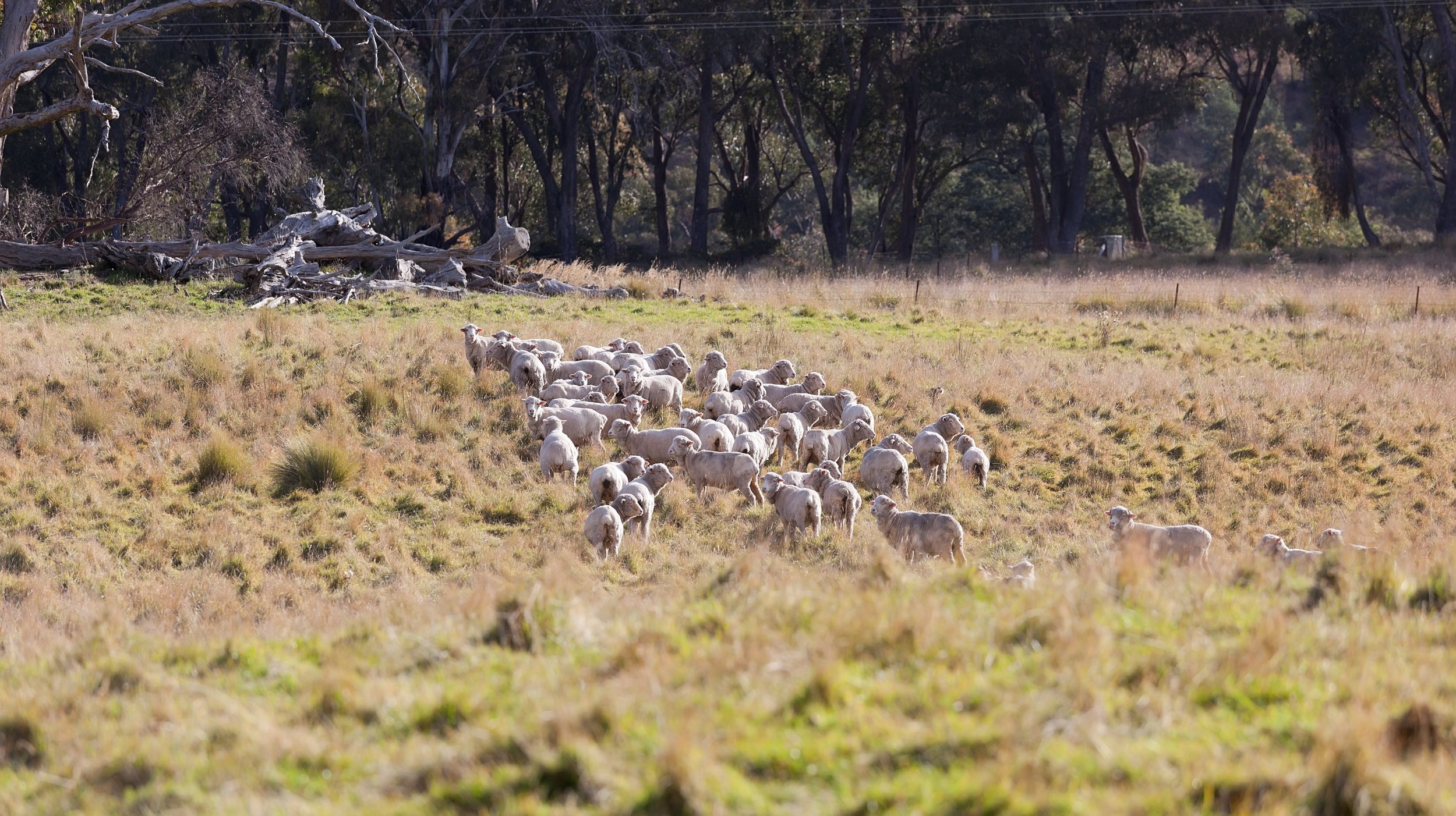 Sheep Farming, Blayney