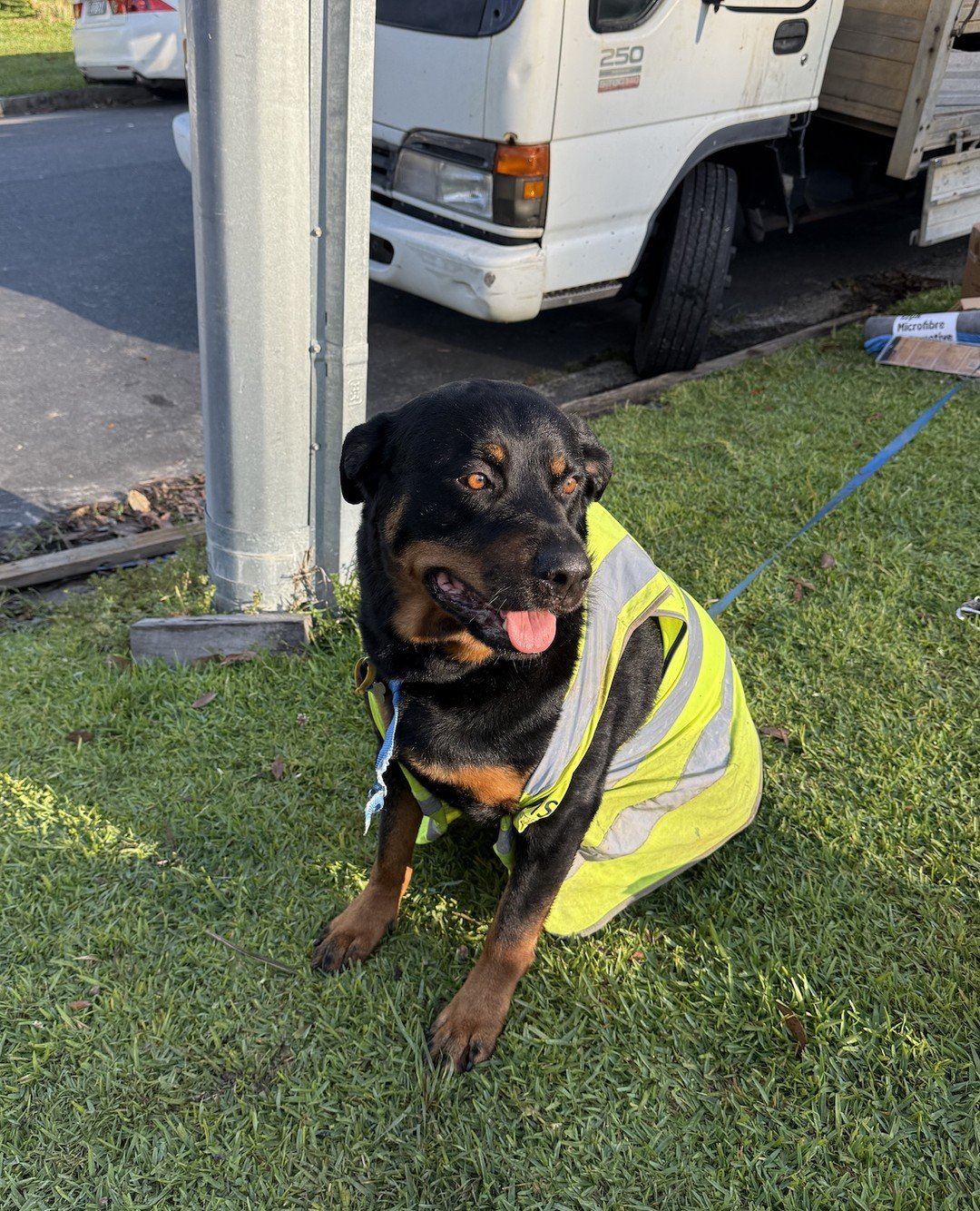 Our site supervisor, King. On duty and making sure safety always comes first. 🦺🐾