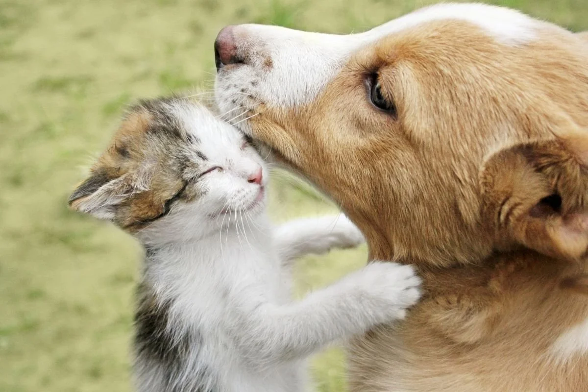 Antichrist (2009 film)