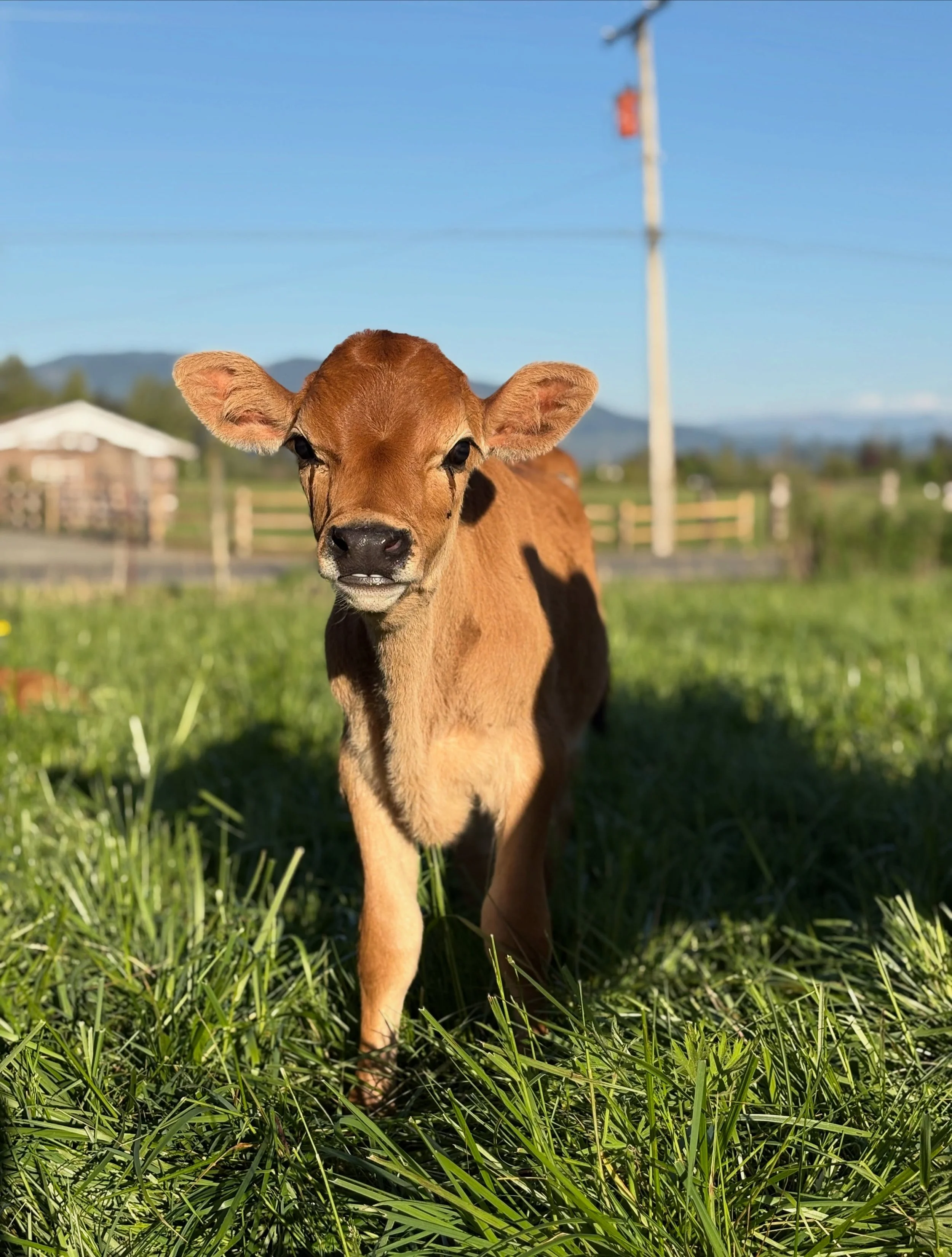 Market season is back, Enumclaw! ☀️🧀

Today is officially opening day down on First Street, and we can&rsquo;t wait to see everyone. We&rsquo;ve been busy at the farm getting everything wrapped and ready, and the cooler is fully stocked with your fa