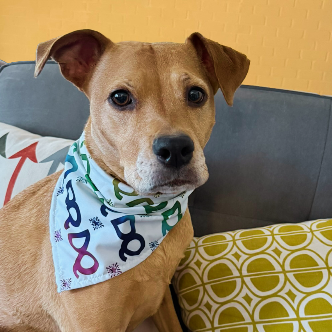 Rainbow Bandana