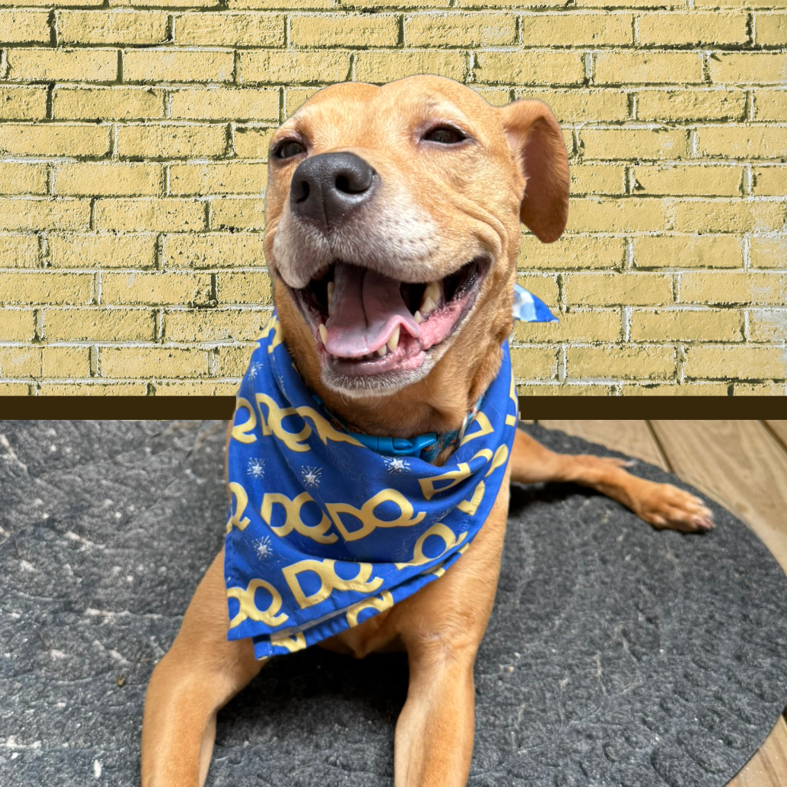 Blue + Gold Bandana