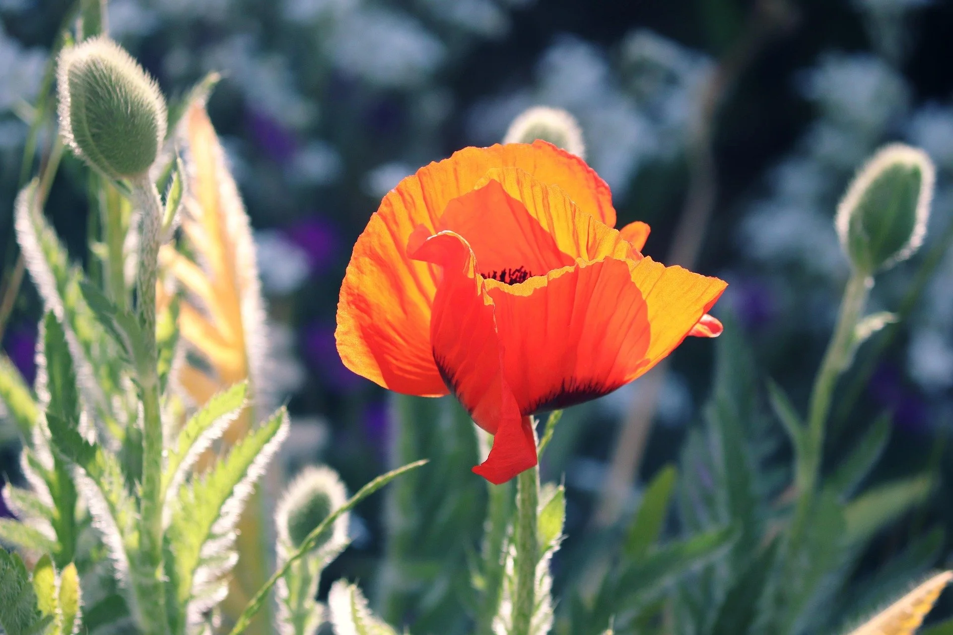 Nourishing Radiance