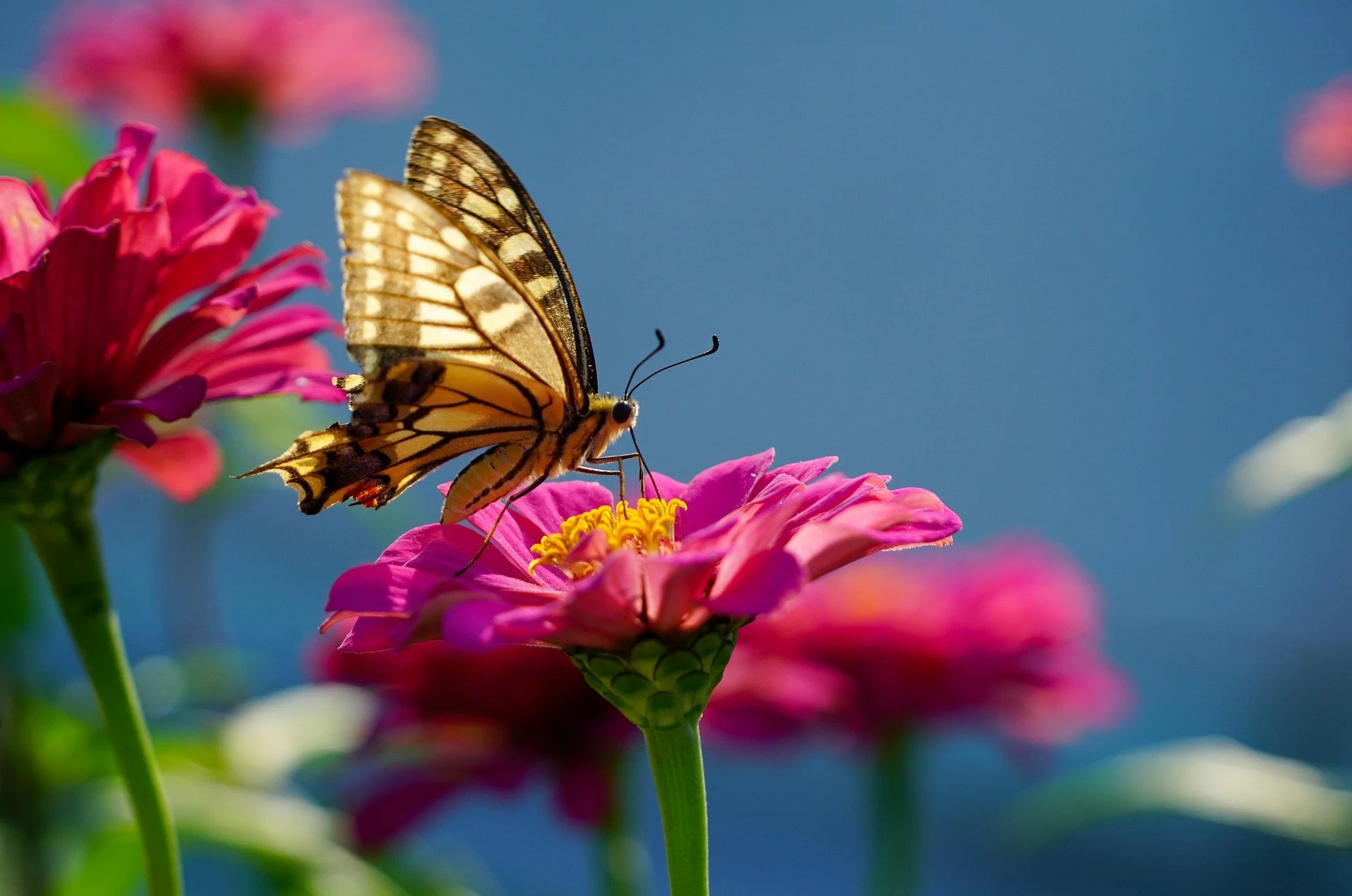 Ishvara Pranidhana: Nectar of Life