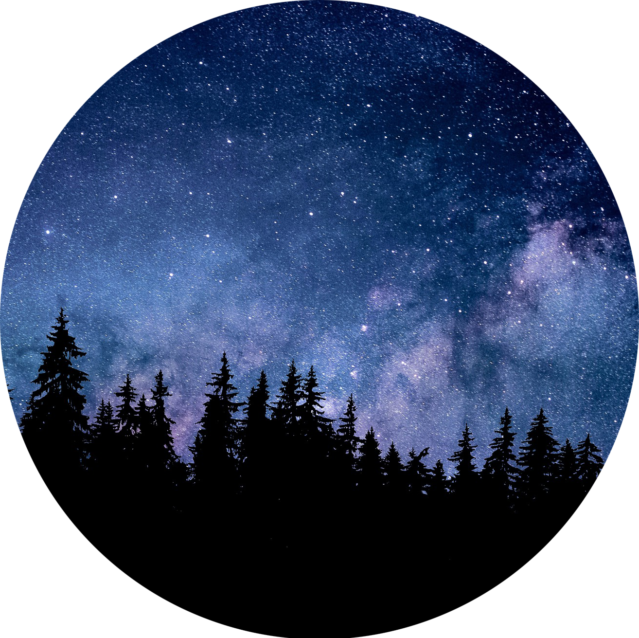 starry night sky with silhouetted pine trees