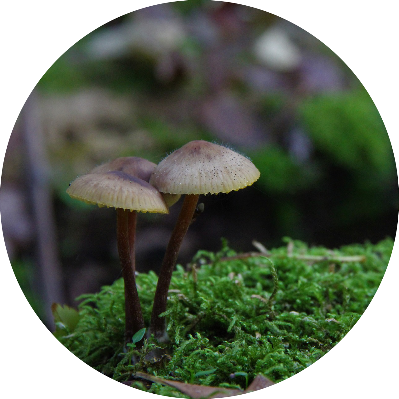 Two small mushrooms with brown stems and beige caps growing on moss in a forest, with blurred green and purple background.