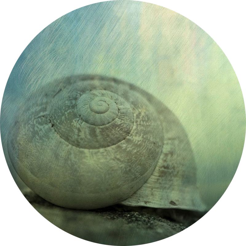 Close-up of a snail shell on a surface, with a soft focus and gradient background.