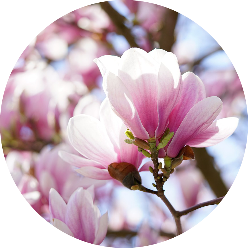 Close-up of pink and white magnolia flowers blooming on a tree branch.