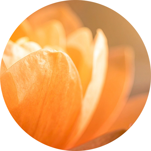 Orange Lotus Blossom