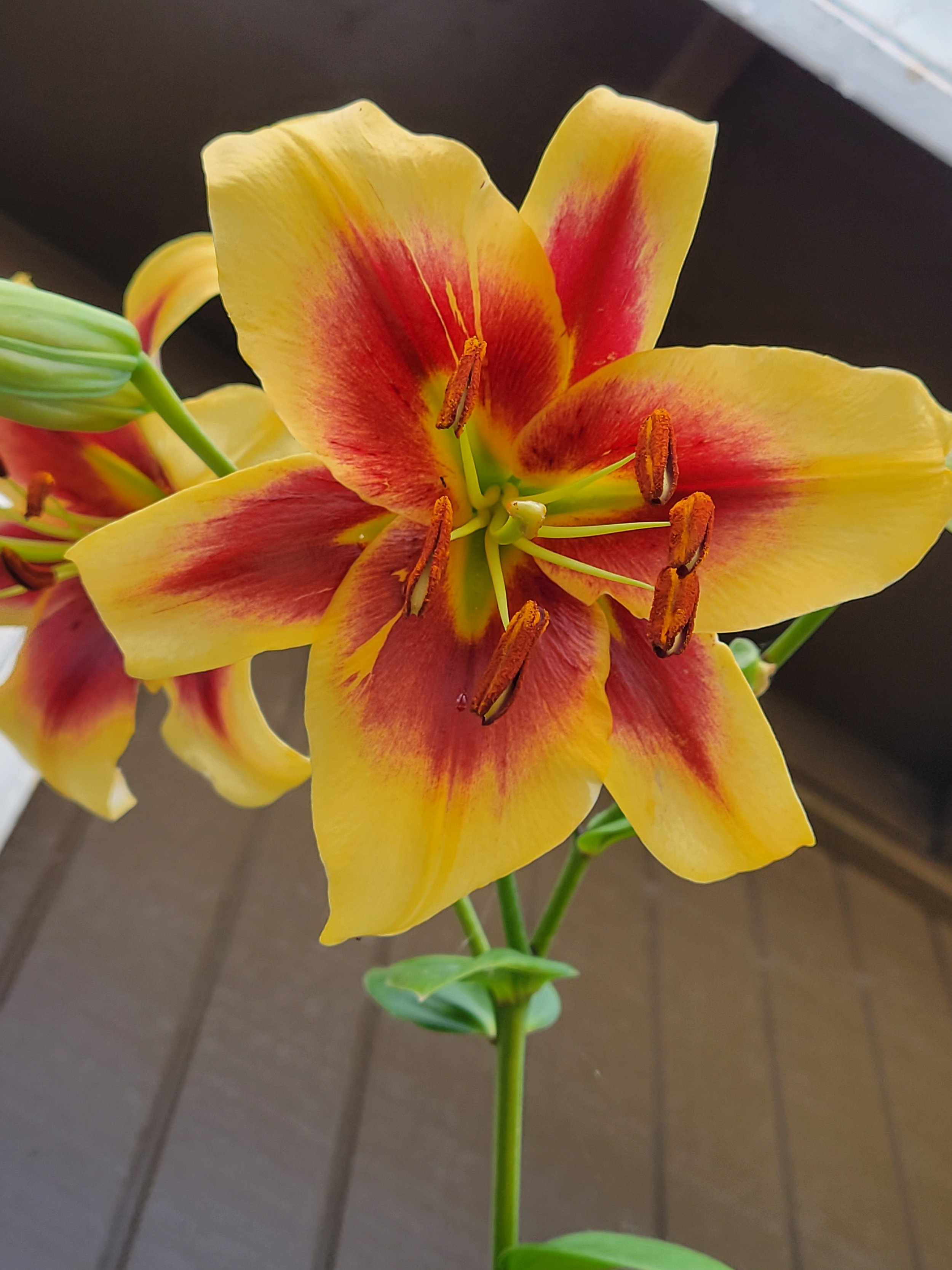 Lilium orienpet Miss Libby Jul 6 2021.jpg