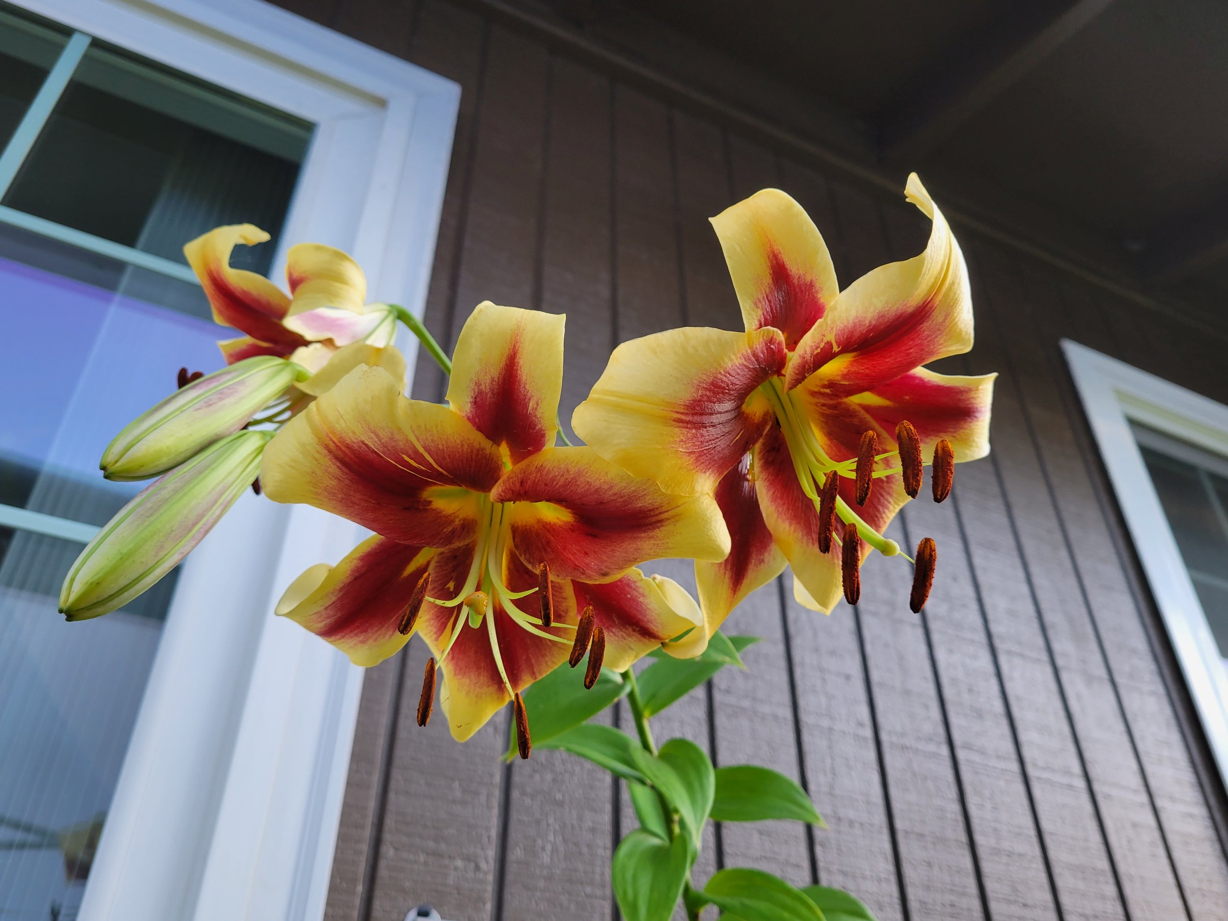 Lilium orienpet Miss Libby Jul 8 2021.jpg