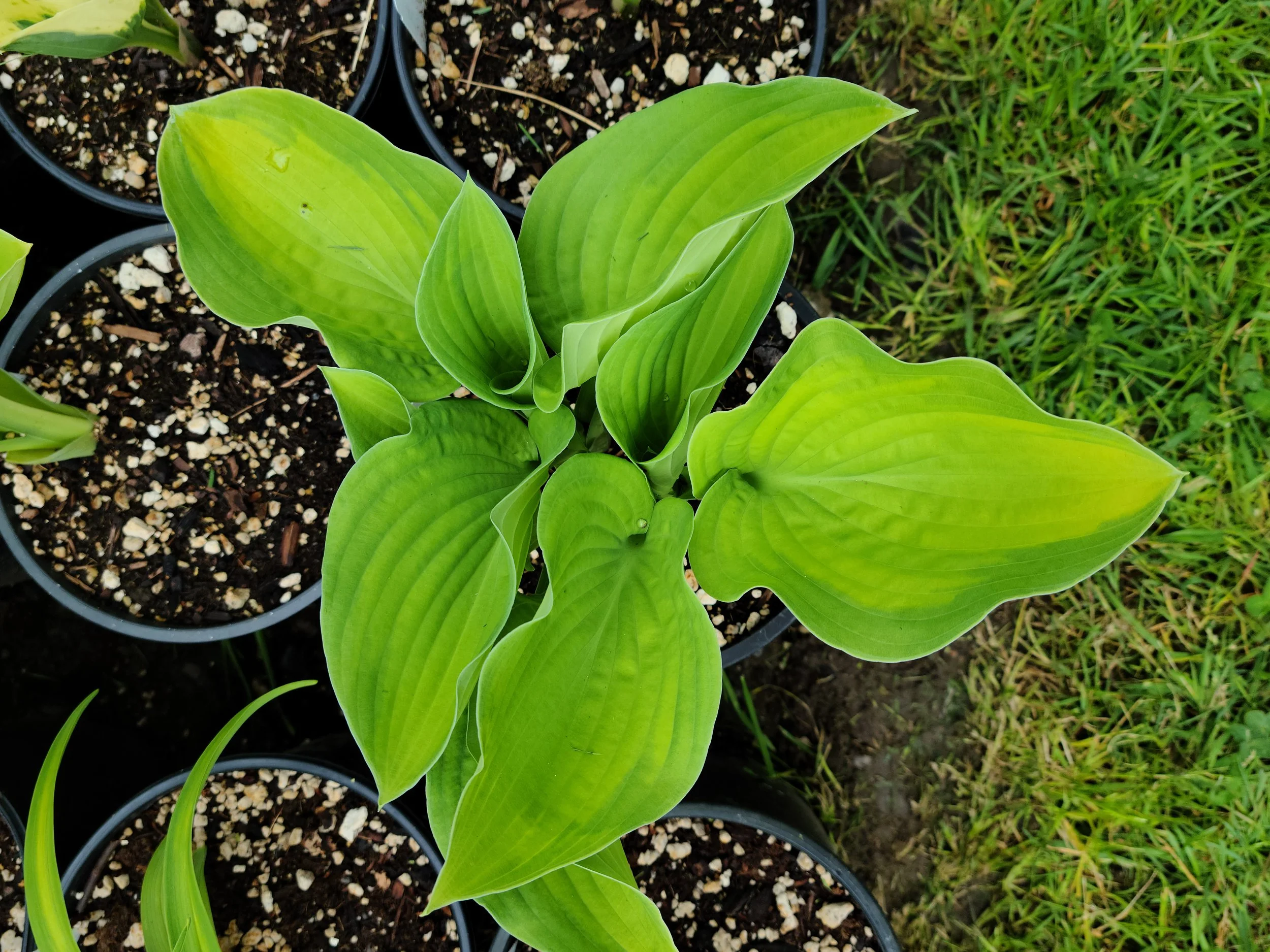 Hosta September Sun May 1 2021.jpg
