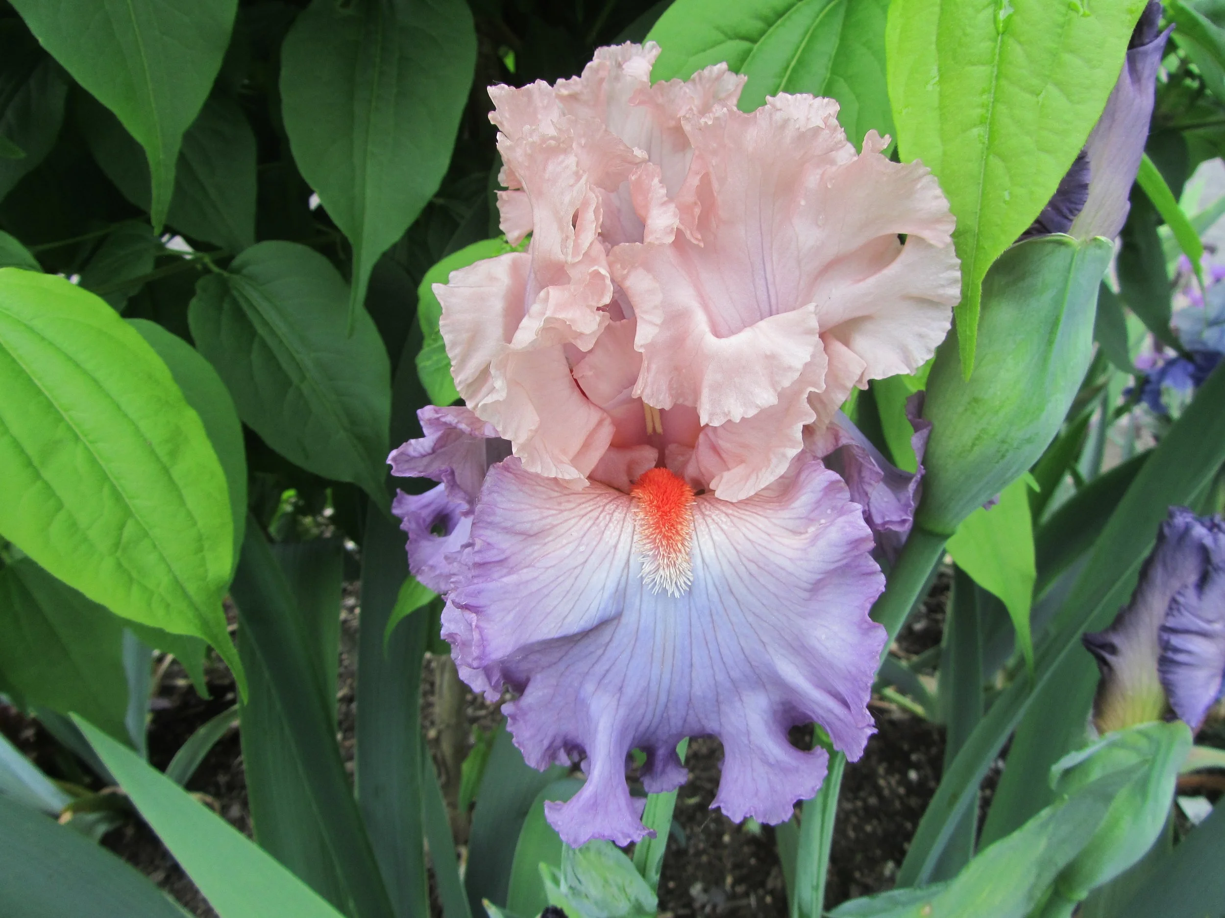 Marrying Kind May 4.JPG