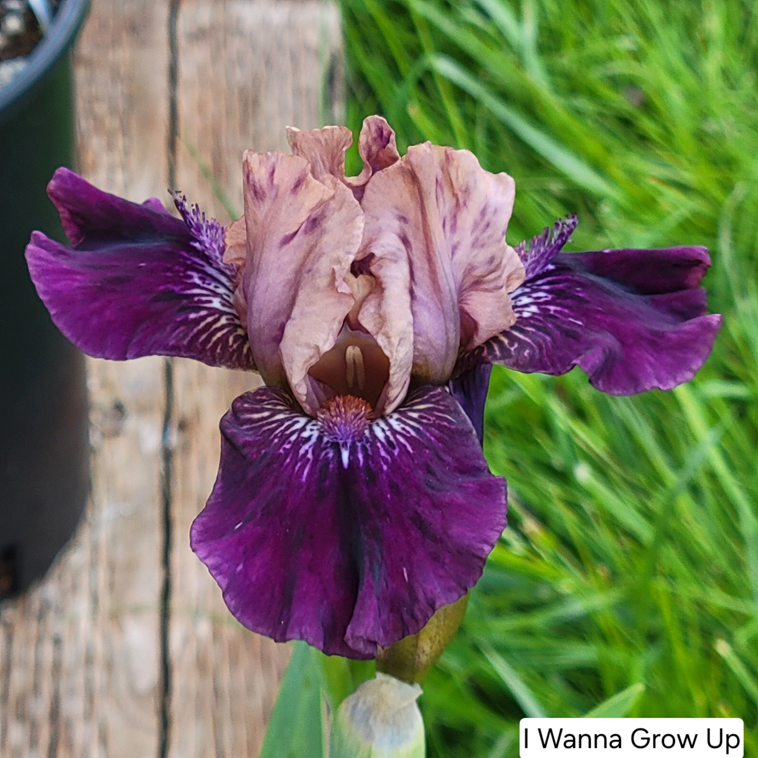 I Wanna Grow Up, SDB