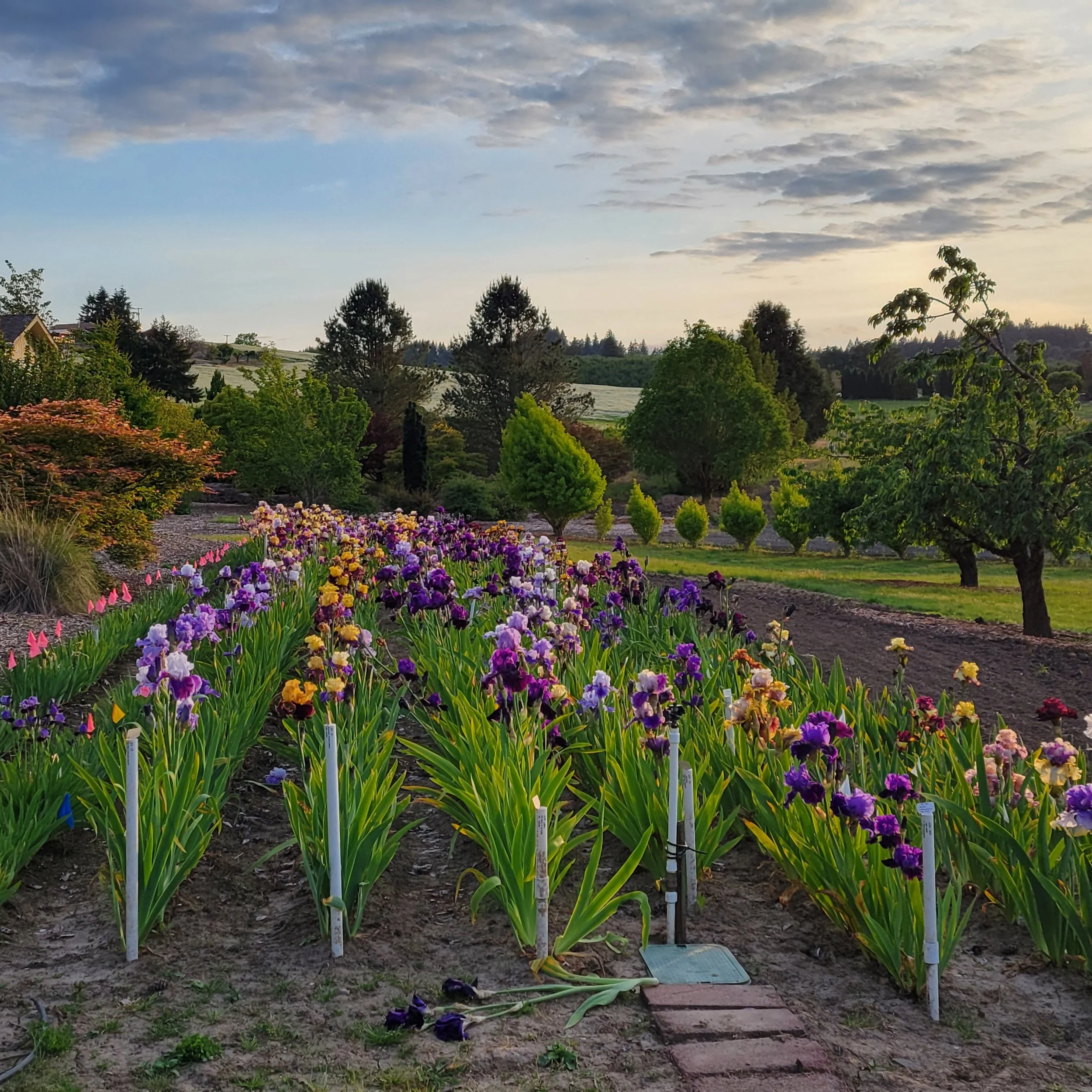 2023 Crop at Flora Wonder May 2025